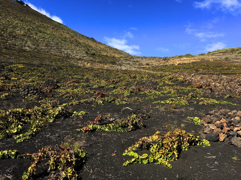 Making wines under the volcanoes in La Palma