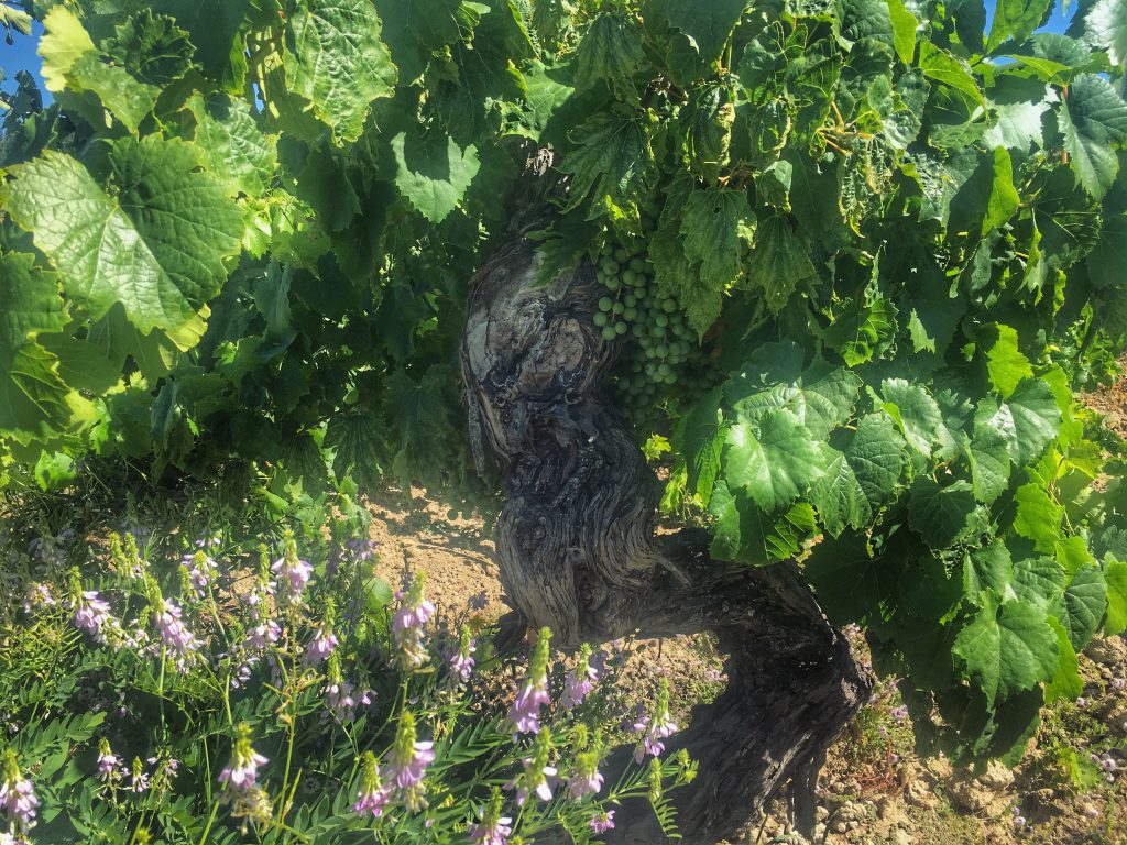 Vigno: Chile’s landmark appellation comes of age