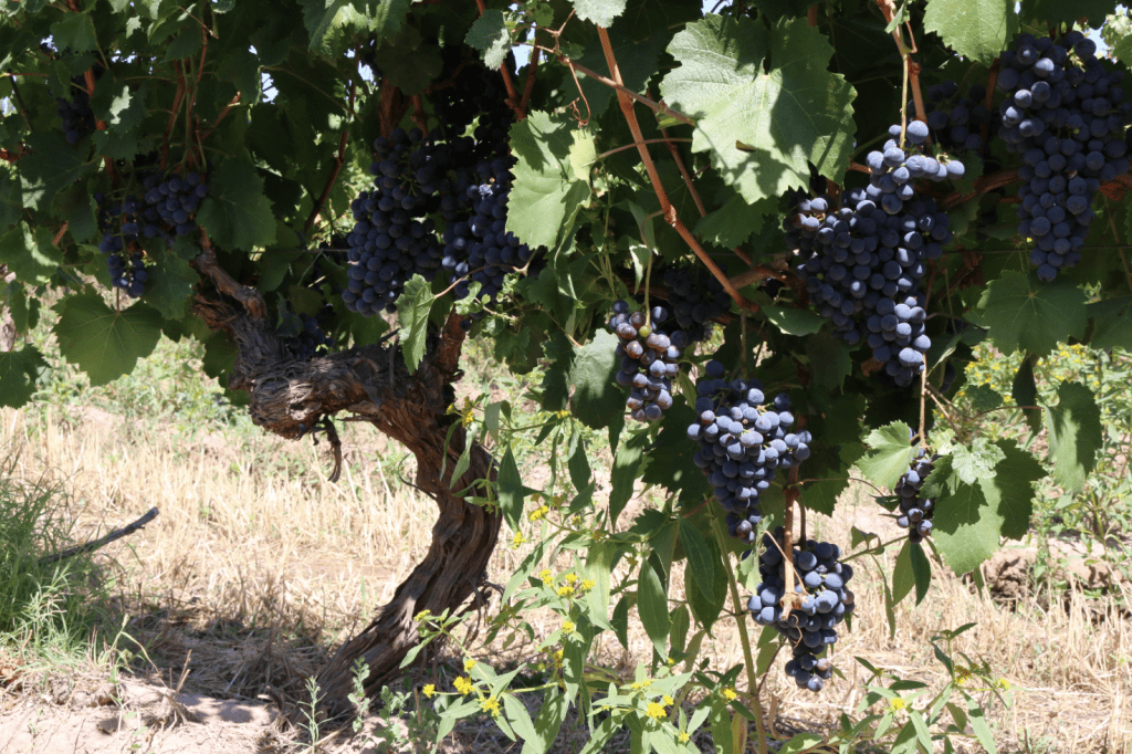A old vine gold mine in Mendoza