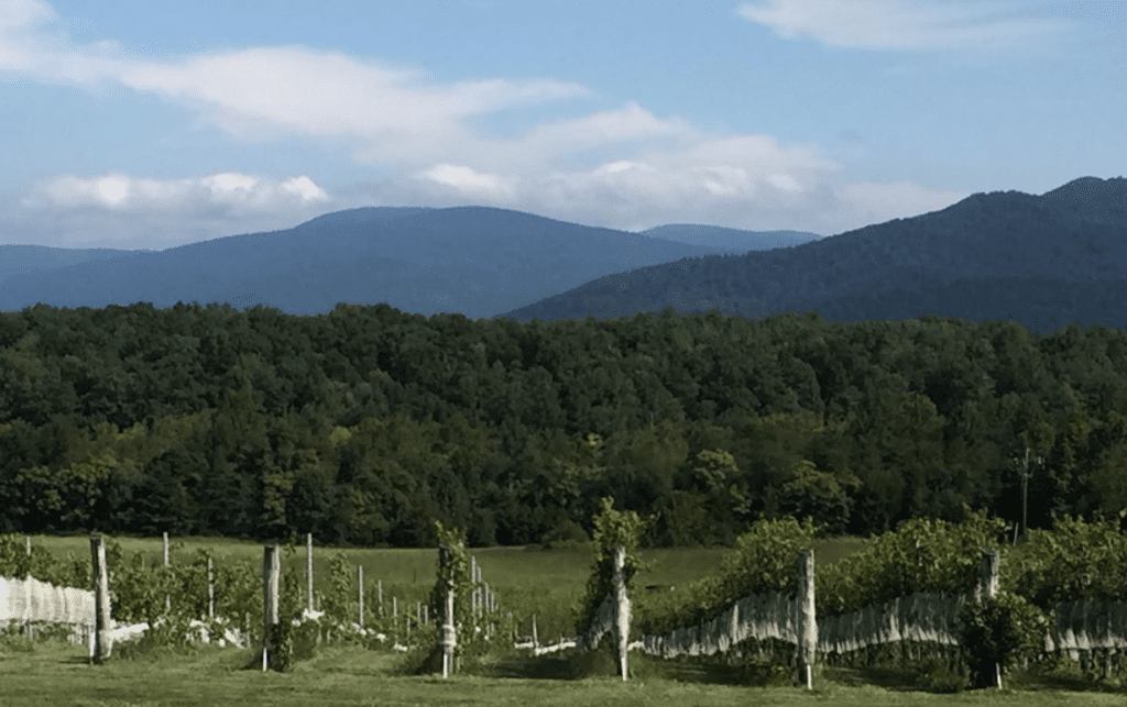 Virginia wine: beyond the verge