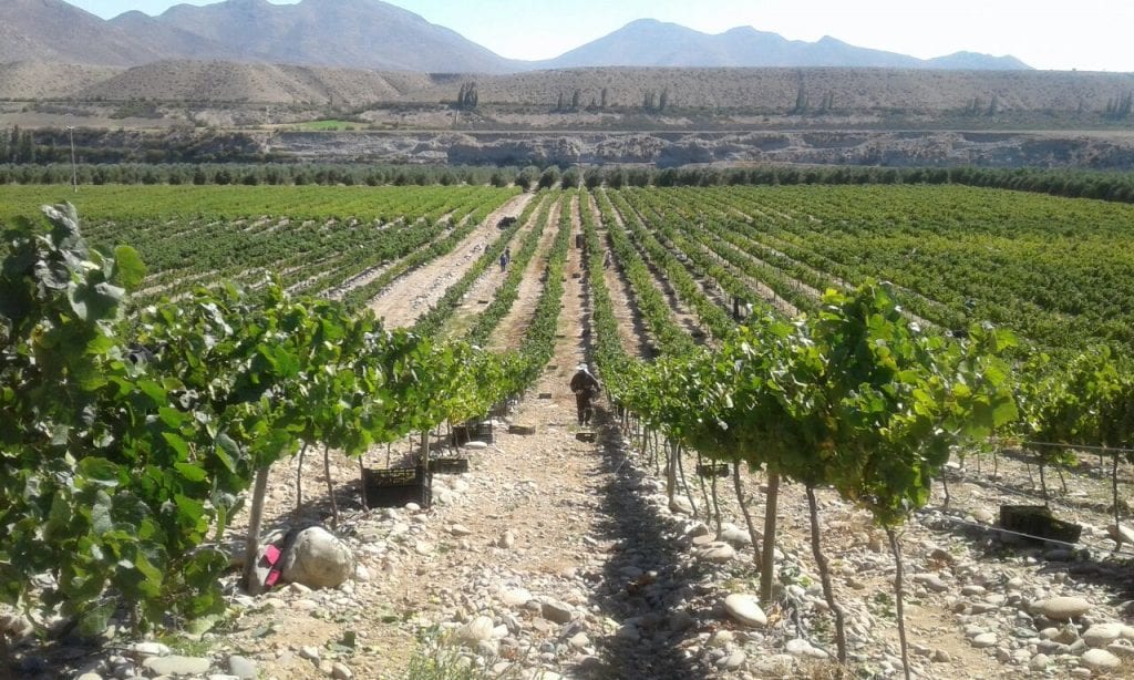 Zooming in on coastal Chilean Pinot Noir
