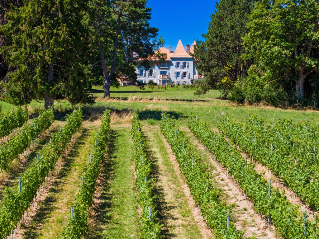 Switzerland surprises with staggering assortment of grapes