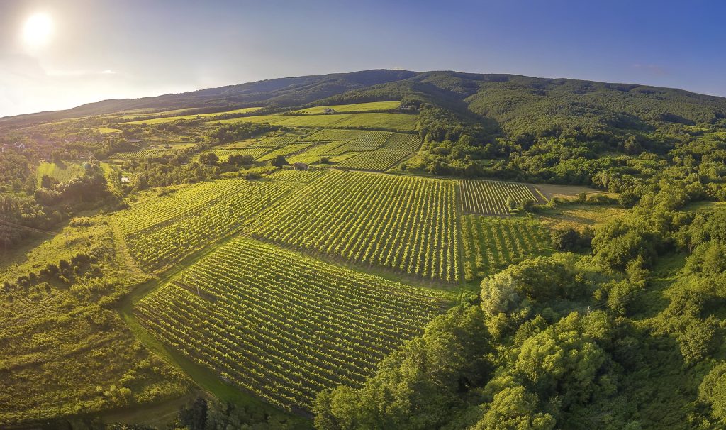 Golden Slavonia and its gorgeous Graševina 